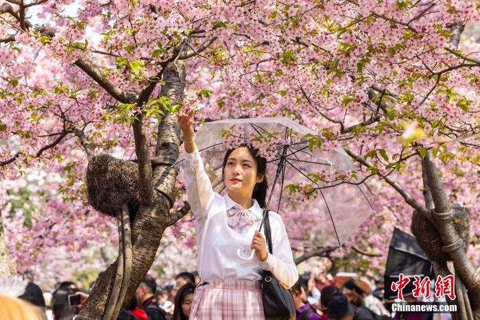 中国留学生与桃花的跨文化情感连结在线