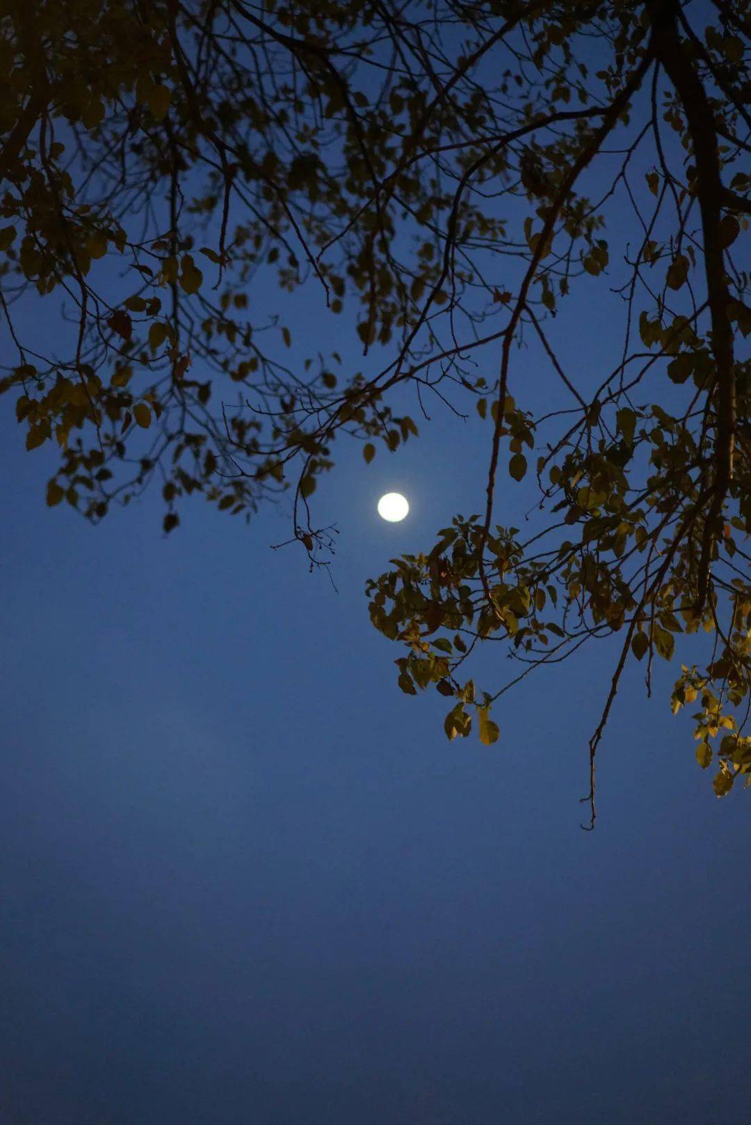 春风沉醉的夜晚，诗意情感与夜色交织的在线体验